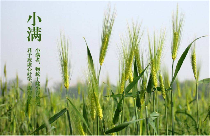 什么是二十四節(jié)氣“小滿”它的習(xí)俗又是什么？